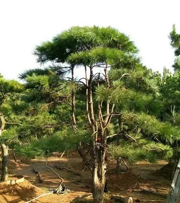 景观松苗木的前景要如何发展呢 黑松 油松 盆景松 莱芜香山景松园