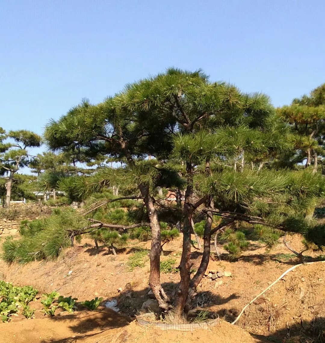 造型油松